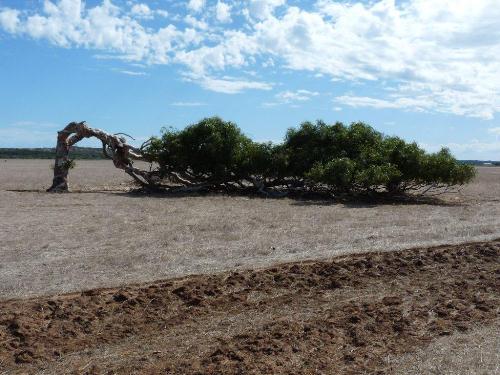 Leening Tree